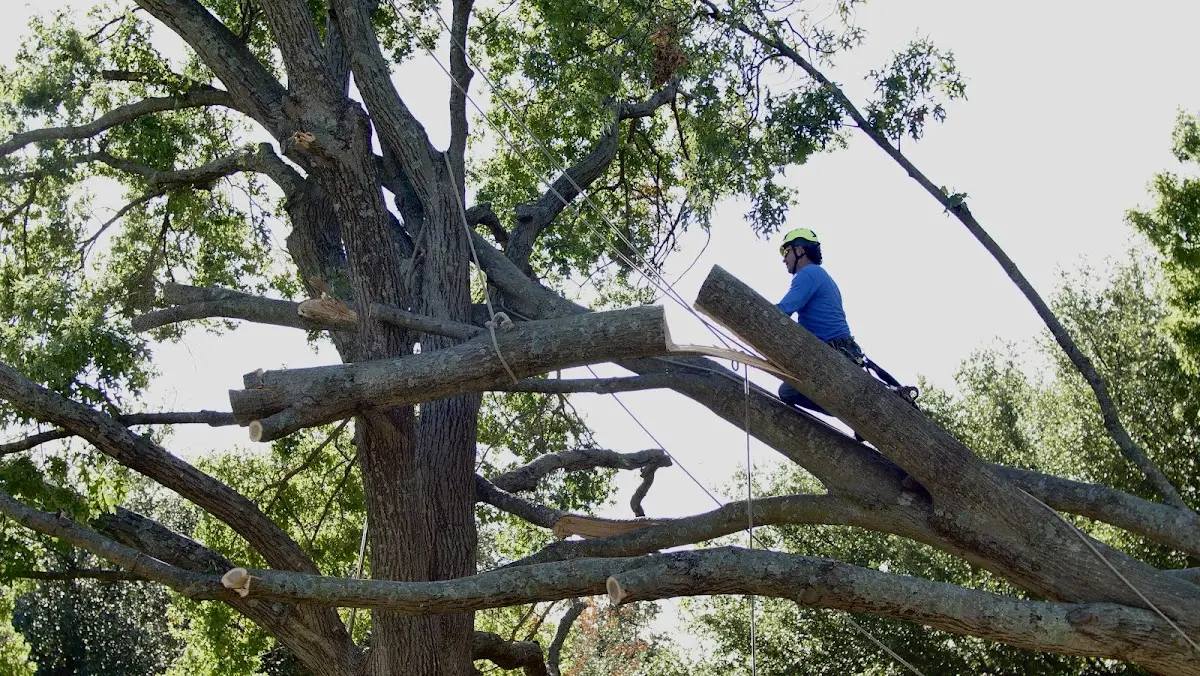 Professional Crown Thinning performed by certified arborists in Bishop